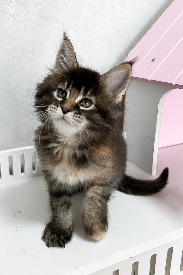 Ivy | Maine Coon Kitten