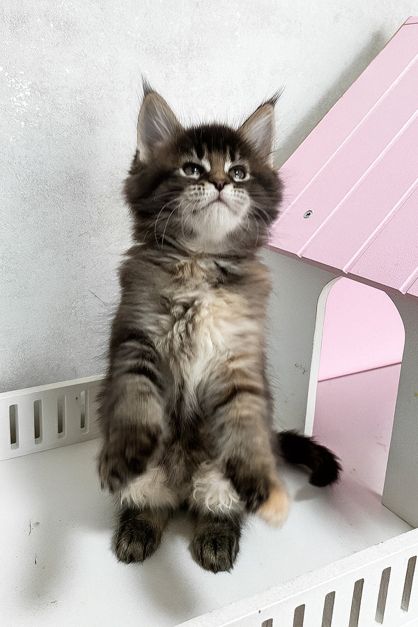 Ivy | Maine Coon Kitten
