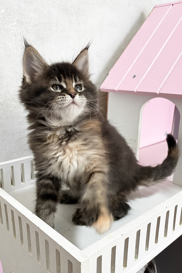 Ivy | Maine Coon Kitten