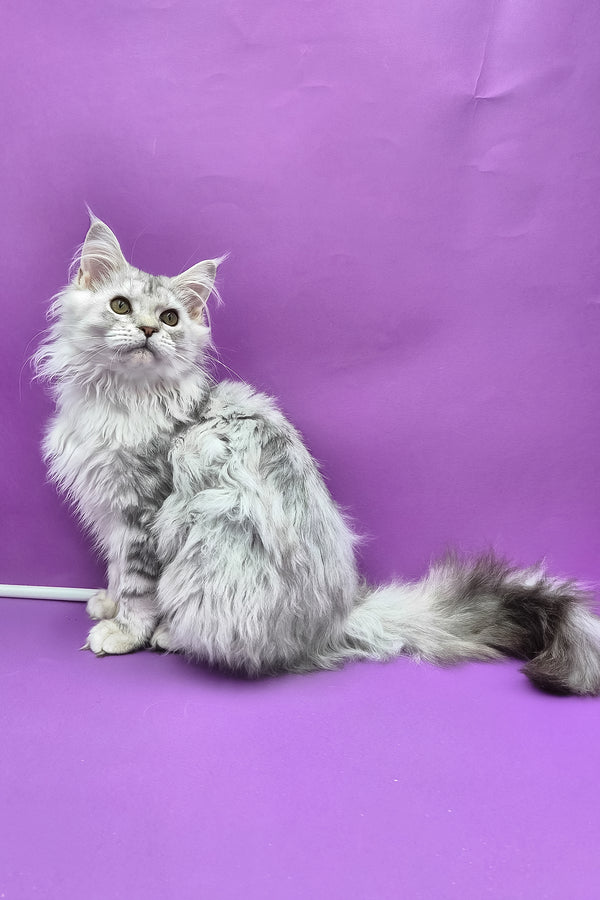 Izi | Maine Coon Kitten