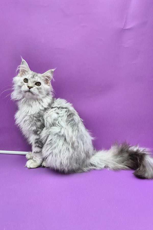 Izi | Maine Coon Kitten