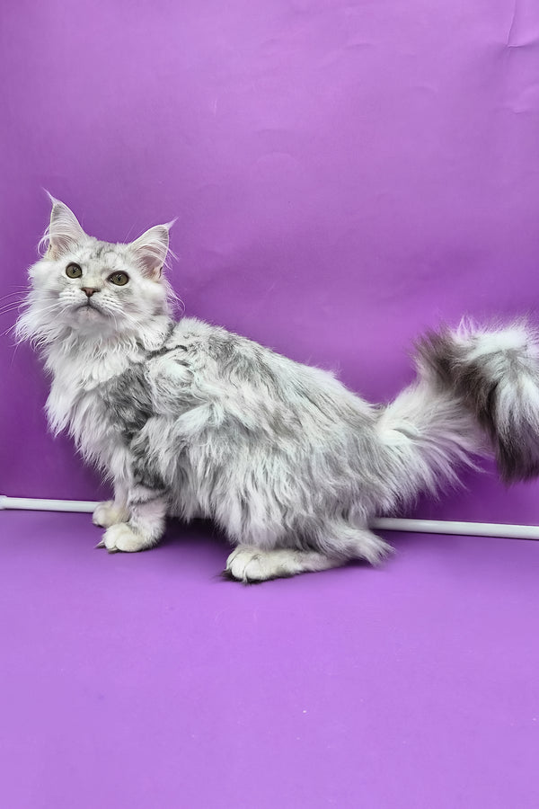 Izi | Maine Coon Kitten