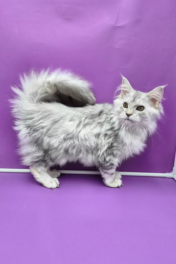 Izi | Maine Coon Kitten