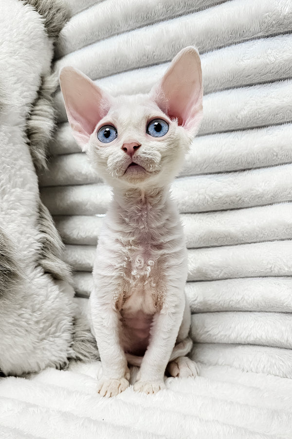Izzy | Devon Rex Kitten