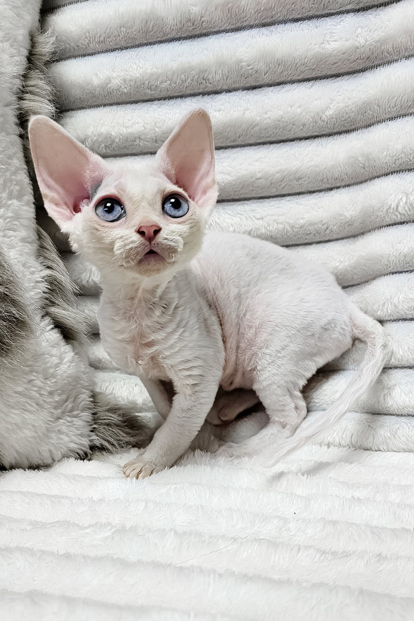 Izzy | Devon Rex Kitten
