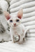 Izzy | Devon Rex Kitten