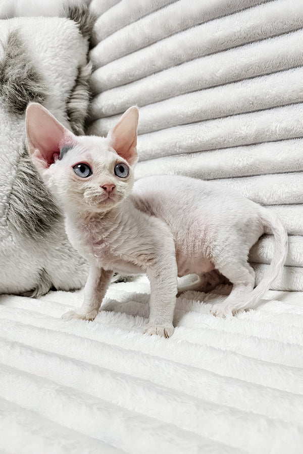 Izzy | Devon Rex Kitten