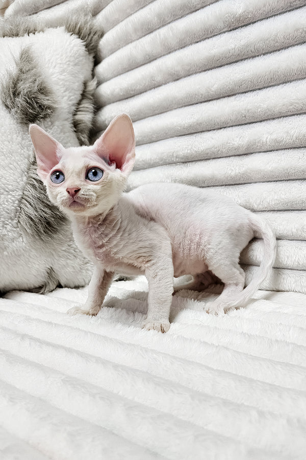 Izzy | Devon Rex Kitten