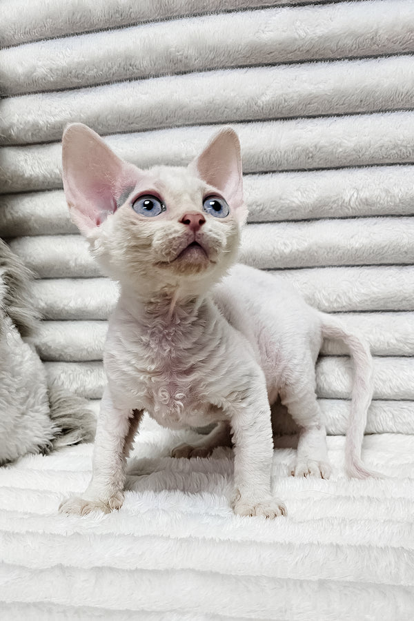 Izzy | Devon Rex Kitten