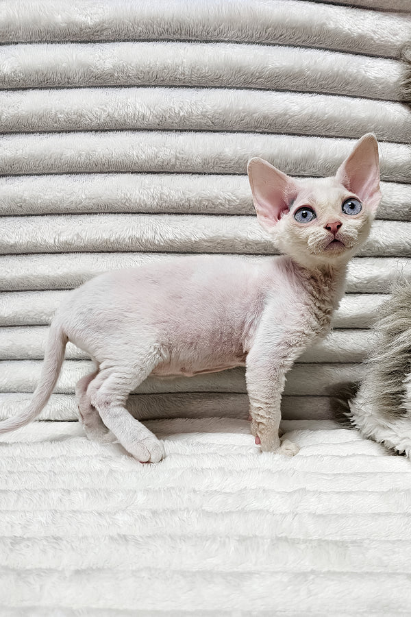Izzy | Devon Rex Kitten