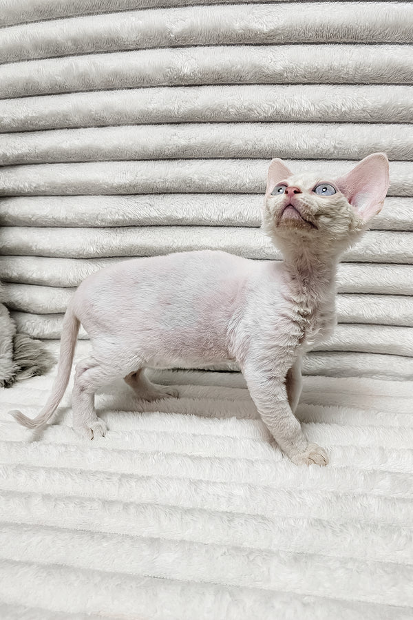 Izzy | Devon Rex Kitten