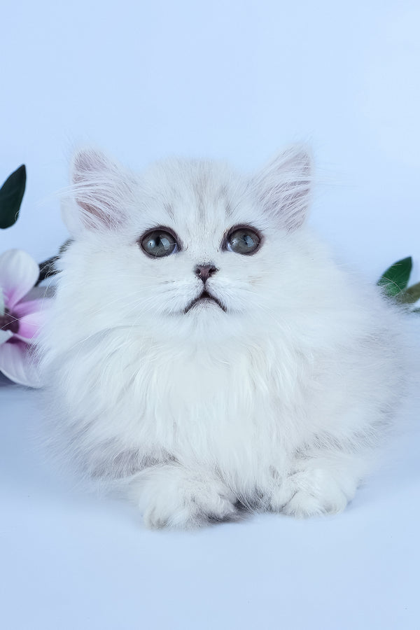 Jane | Munchkin Longhair Kitten