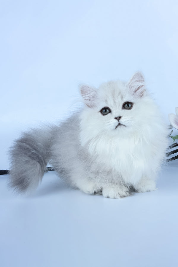Jane | Munchkin Longhair Kitten