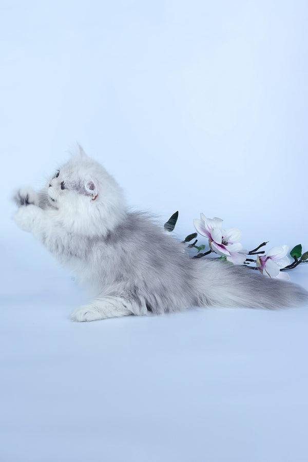 Jane | Munchkin Longhair Kitten