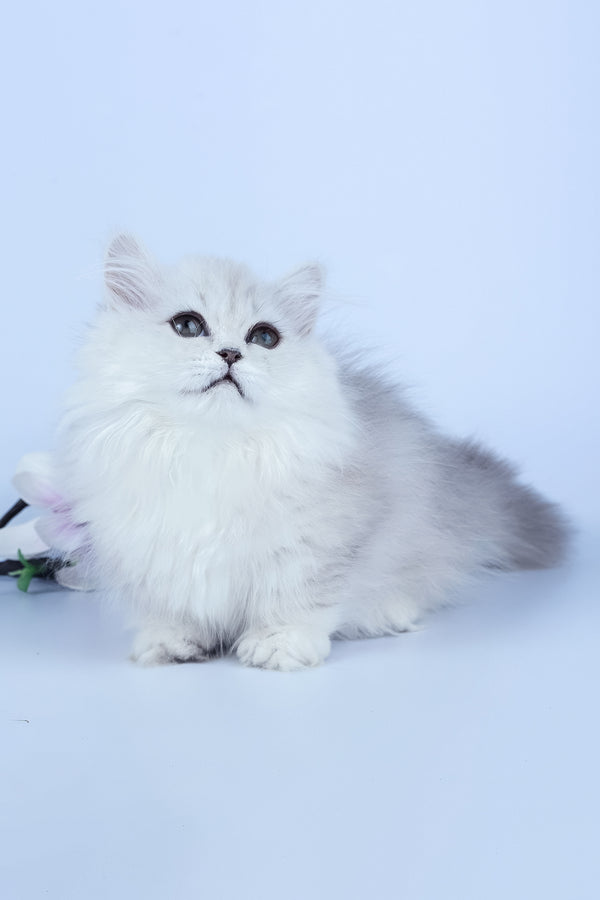 Jane | Munchkin Longhair Kitten