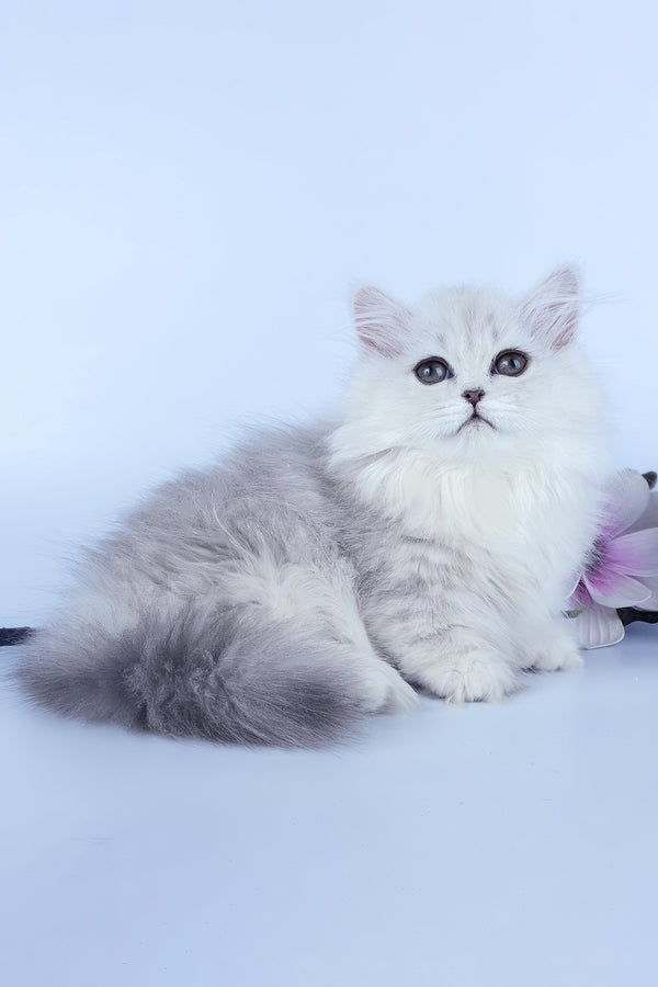Jane | Munchkin Longhair Kitten