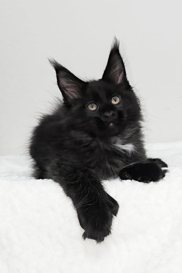 Jasline | Polydactyl Maine Coon Kitten