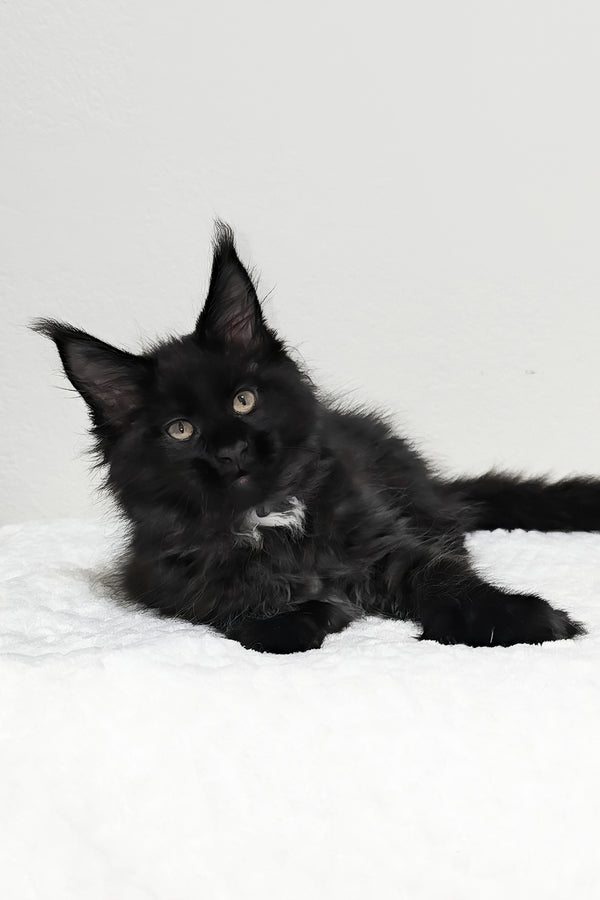Jasline | Polydactyl Maine Coon Kitten