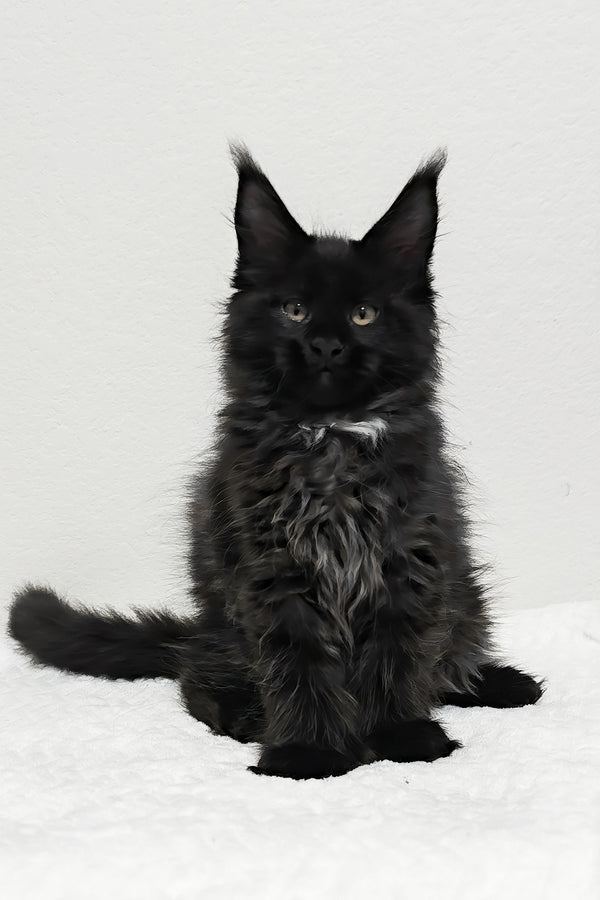 Jasline | Polydactyl Maine Coon Kitten