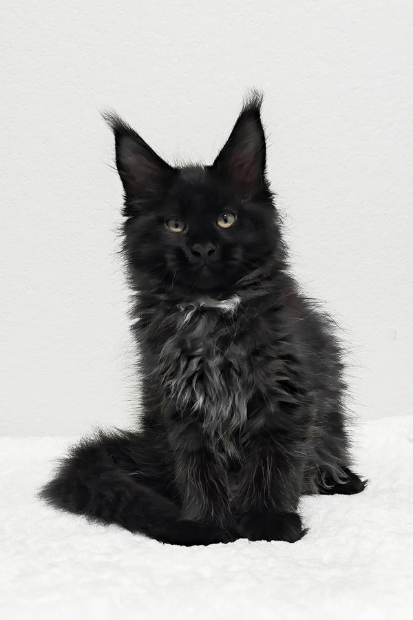 Jasline | Polydactyl Maine Coon Kitten