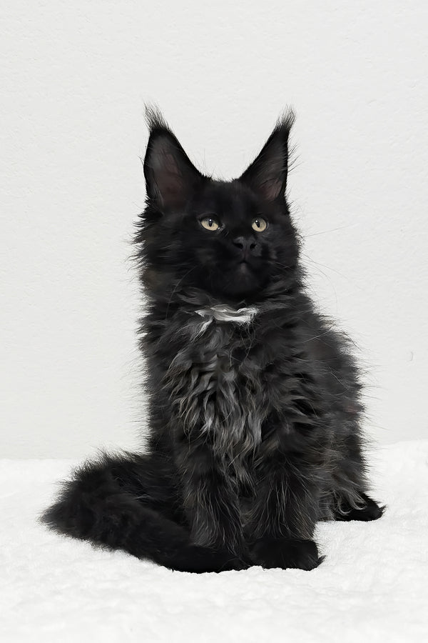 Jasline | Polydactyl Maine Coon Kitten