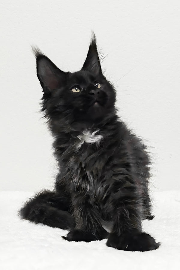 Jasline | Polydactyl Maine Coon Kitten