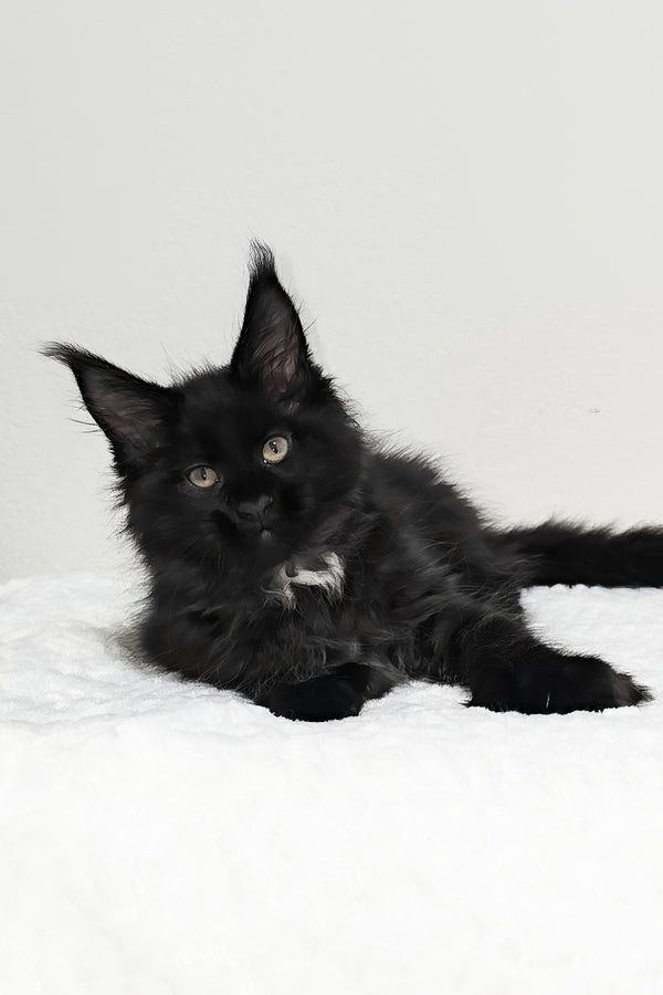 Jasline | Polydactyl Maine Coon Kitten