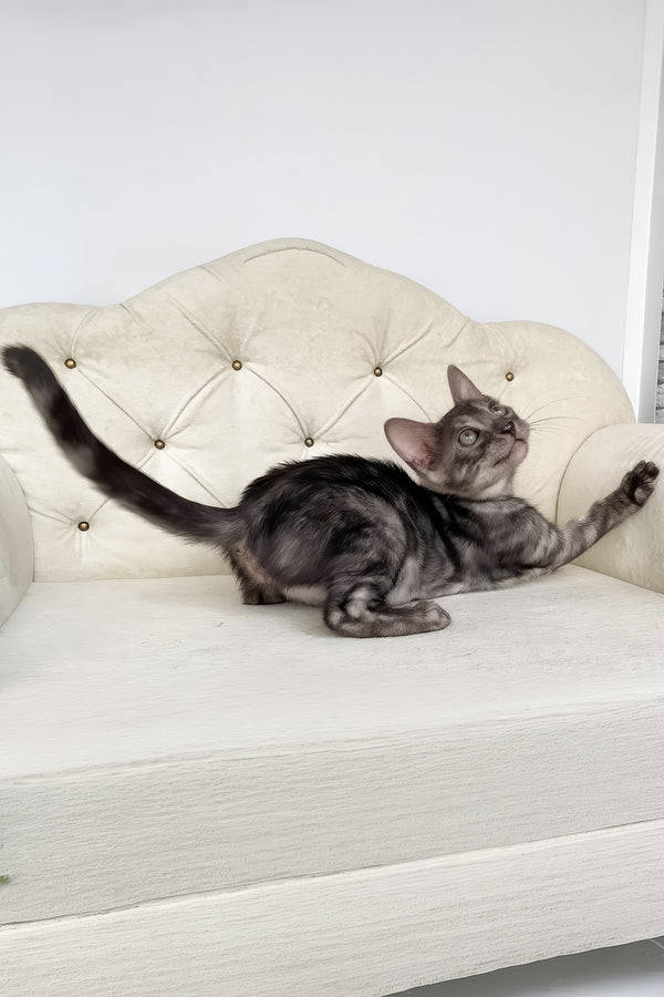 Jasmine | Bengal Kitten