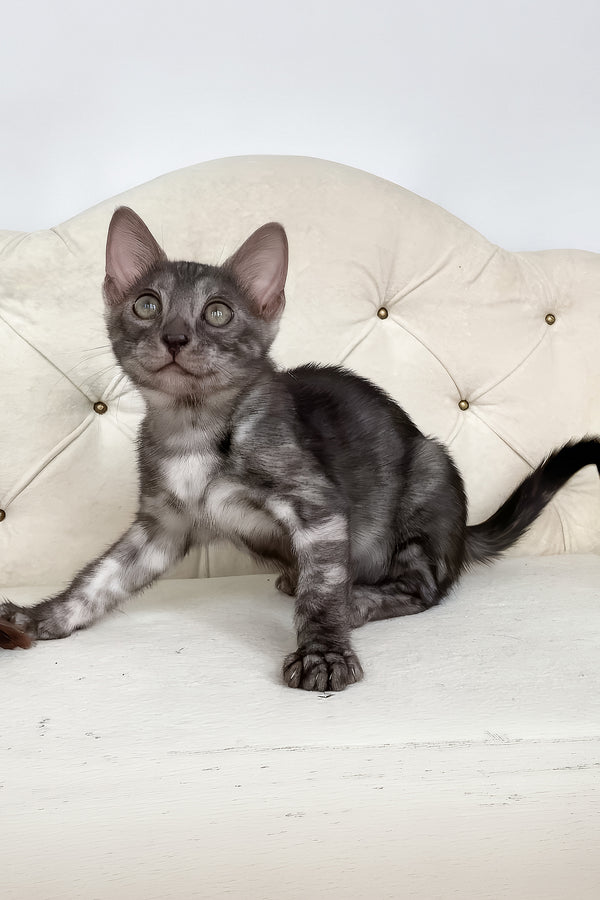 Jasmine | Bengal Kitten