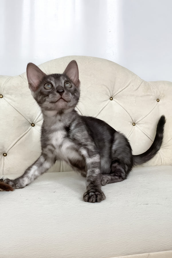 Jasmine | Bengal Kitten