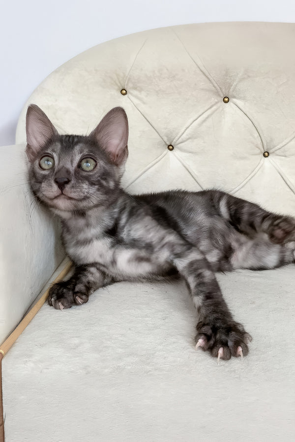 Jasmine | Bengal Kitten