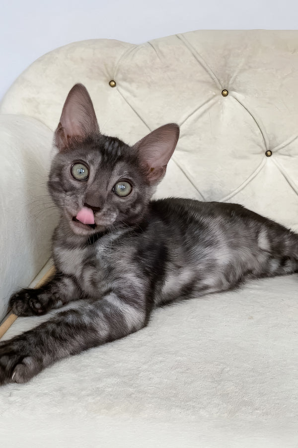 Jasmine | Bengal Kitten