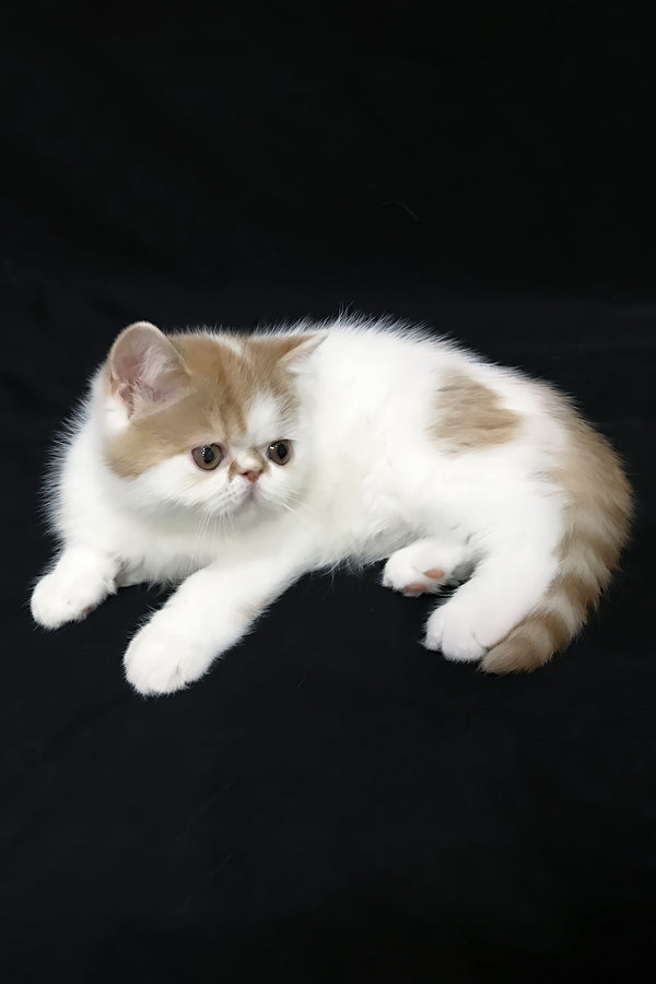 Jedi | Exotic Shorthair Kitten