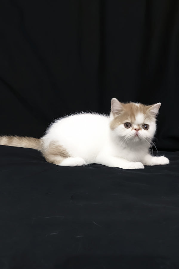 Jedi | Exotic Shorthair Kitten