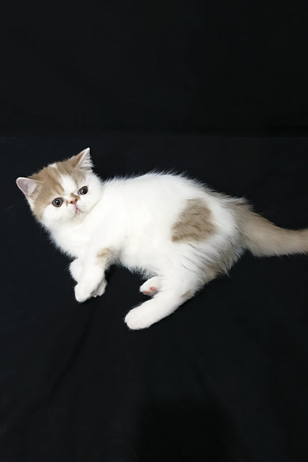 Jedi | Exotic Shorthair Kitten
