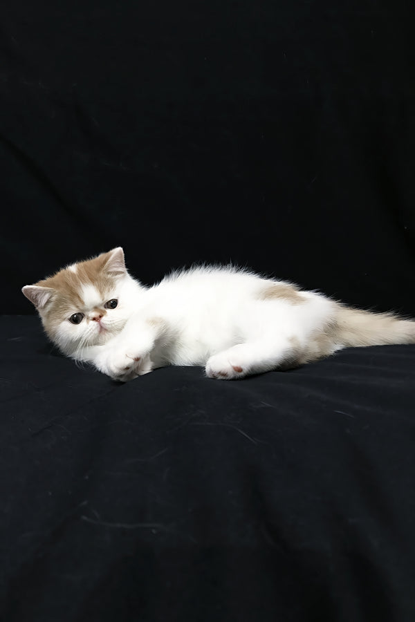 Jedi | Exotic Shorthair Kitten