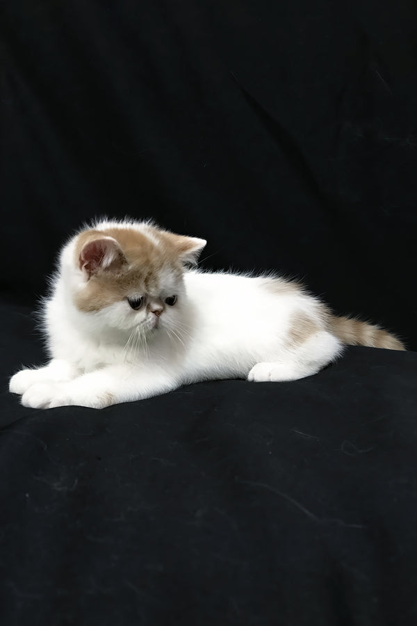 Jedi | Exotic Shorthair Kitten