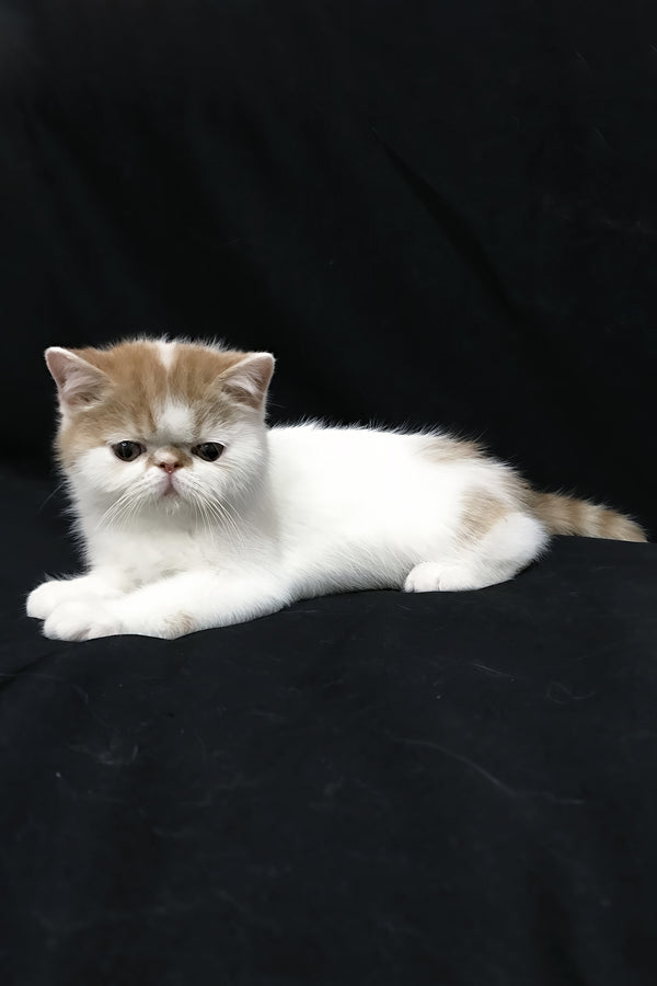 Jedi | Exotic Shorthair Kitten