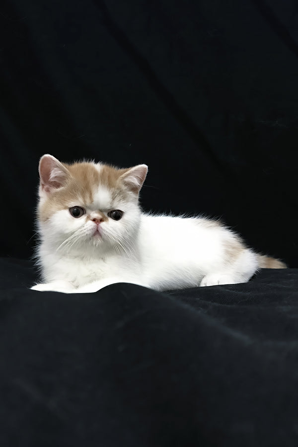 Jedi | Exotic Shorthair Kitten