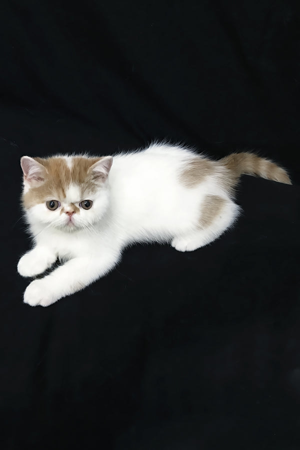 Jedi | Exotic Shorthair Kitten