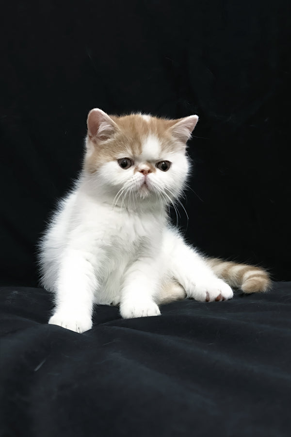 Jedi | Exotic Shorthair Kitten