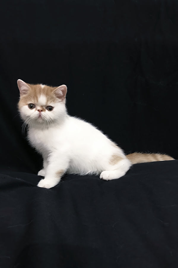 Jedi | Exotic Shorthair Kitten