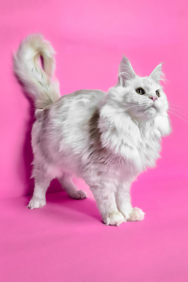 Jenny | Maine Coon Kitten