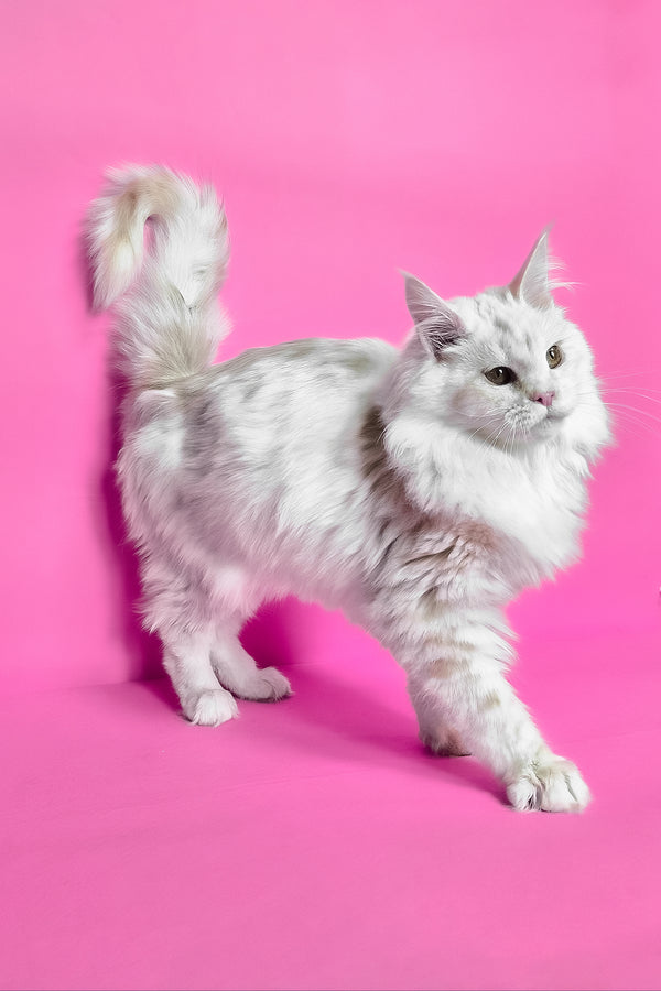 Jenny | Maine Coon Kitten