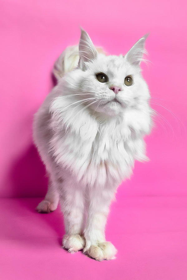 Jenny | Maine Coon Kitten