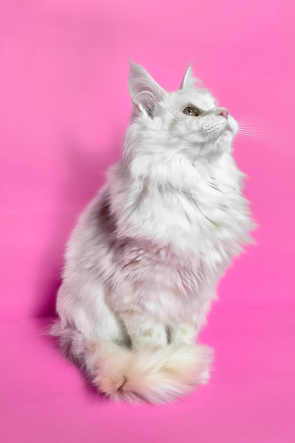 Jenny | Maine Coon Kitten