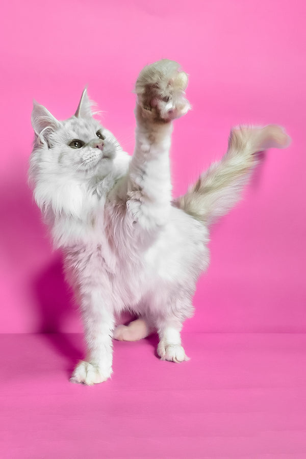 Jenny | Maine Coon Kitten