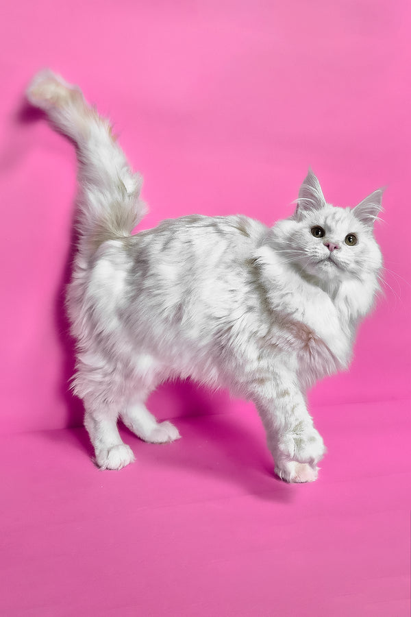 Jenny | Maine Coon Kitten