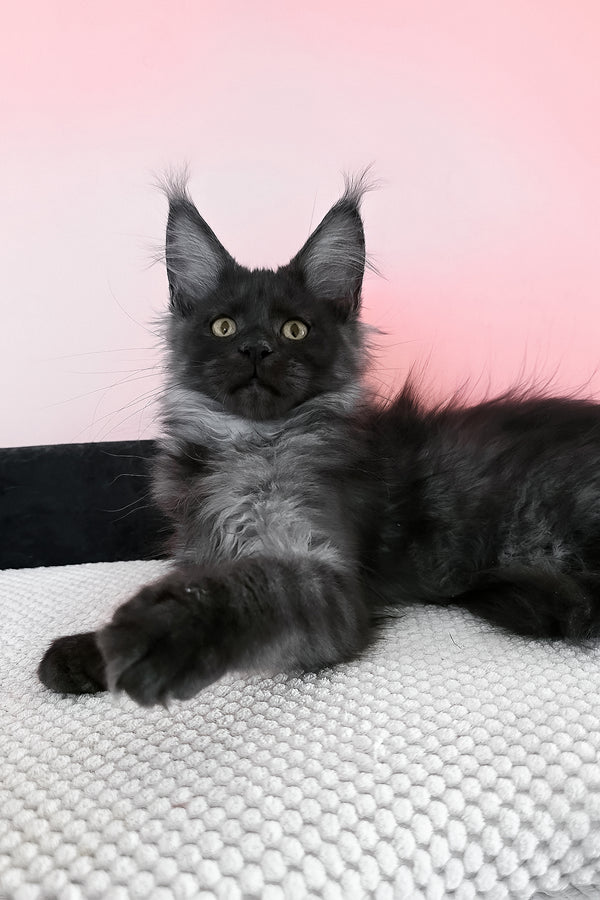 Jessica | Maine Coon Kitten