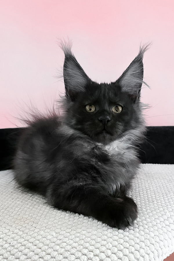 Jessica | Maine Coon Kitten